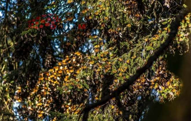 Conoce la leyenda de la mariposa Monarca