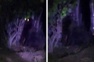 #Video: ¡Alerta! Se busca gorila avistado en límites de #Edoméx e Hidalgo