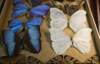 Reabrió sus puertas el Museo de Historia Natural de la UAEM