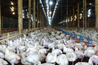 Algunos mamíferos pueden hacer que el virus mute, dando lugar a la aparición de nuevos virus más dañinos y contagiosos.