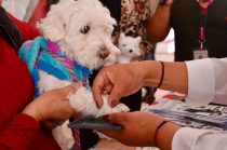 El Registro Único de Animales de Compañía buscará fomentar la tenencia responsable y facilitar la localización de mascotas extraviadas.