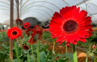 El secretario del Consejo Mexicano de la Flor, Jorge Bernal Isojo, explicó que los productores no tuvieron los recursos suficientes para mantener la producción de años pasados