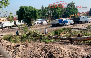 Toluca: derriban 25 árboles para construir nave comercial; ayuntamiento lo autoriza