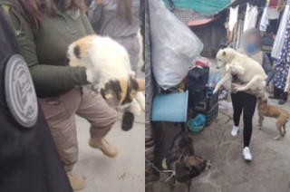 Fueron hallados y rescatados 12 caninos, nueve felinos, seis aves de corral y dos conejos, que se encontraban en situación de hacinamiento, abandono, desnutrición.