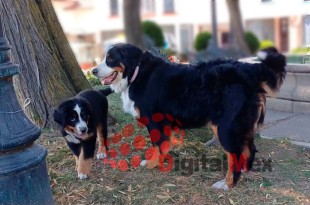 Además, se recomienda acudir al veterinario si se presentan síntomas como jadeo excesivo o encías enrojecidas.