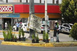 Acomoda los arbolitos que busca cambiar a manera de trueque