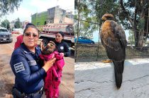 Video: Rescatan a un águila lesionada en Ecatepec
