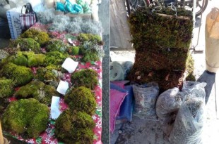Edna Fabiola Valdés Hernández, investigadora del Departamento de Fitotecnia en Chapingo (UACh), destacó que el heno es una especie protegida, ya que su ilegal extracción impacta negativamente al medio ambiente.