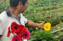 El 40 por ciento de floricultores quebraron el año pasado