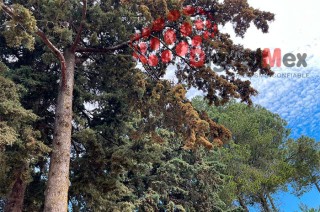 La temporada de mayor riesgo será del 1 de marzo al 15 de mayo.