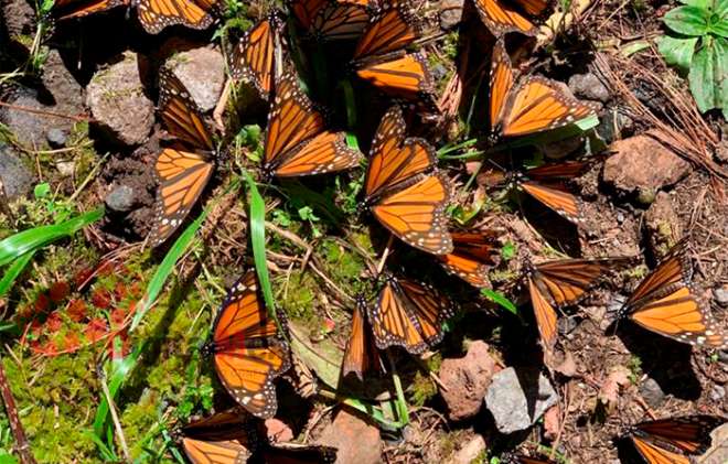 Están localizados en Temascaltepec, Valle de Bravo y Donato Guerra