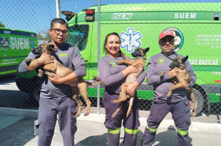 Los tres cachorros, dos hembras y un macho, se encuentran en proceso de entrenamiento que tendrá una duración aproximada de dos años.