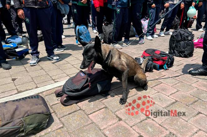 Este miércoles, Delta, una perra belga malinois, olfateó las mochilas de mil 324 alumnos del CECYTEM.