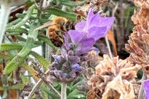 Gobierno estatal promueve jardines polinizadores y educación ambiental en escuelas