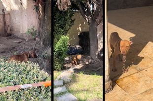 Los animales hallados en el lugar quedaron bajo el cuidado de elementos de Control Canino de Ixtapaluca.