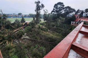 Este lunes comenzó el retiro de los 150 árboles que cayeron sobre el inmueble.