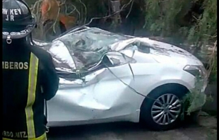 Cae árbol en Ecatepec sobre dos autos; fallece un hombre