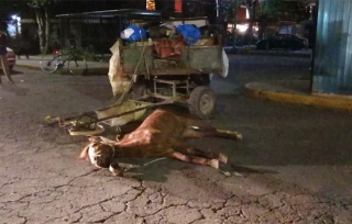 Caballo agoniza y muere por ser obligado a trasladar basura en #Coacalco