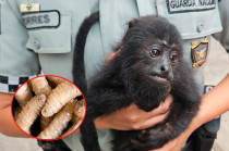 Durante la revisión médica se detectaron heridas profundas con presencia de larvas, por lo que se tomaron muestras