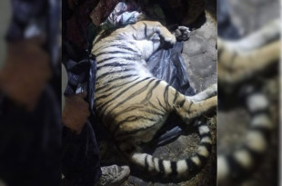 El tigre adulto fue rescatado al interior de una vivienda en Cuautitlán Izcalli y quedó bajo resguardo de autoridades federales y municipales