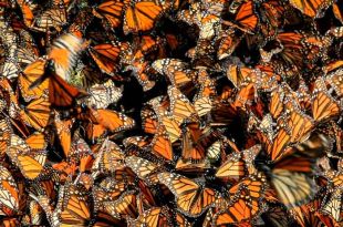 Las mariposas monarca iniciaron su travesía anual de 4,800 km hacia México.