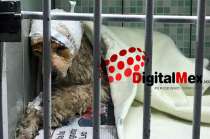 El suave lomito convaleciente tras el ataque a machetazos