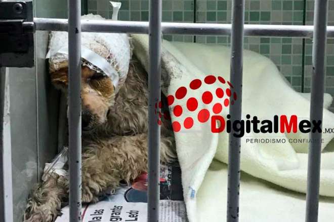 El suave lomito convaleciente tras el ataque a machetazos