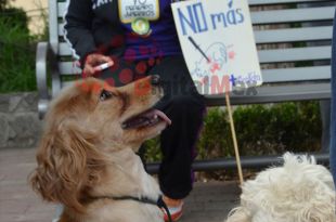 También se busca regular la prestación de servicios para animales