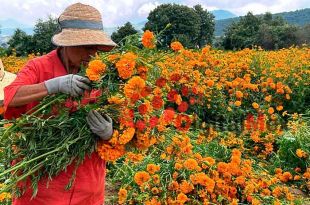 Inicia la cosecha de cempasúchil en Tenango del Valle, con un incremento del 5-10% en la producción.