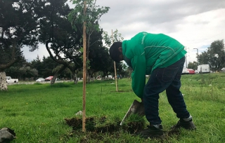 Siembra Probosque 3 mil árboles en Paseo Tollocan