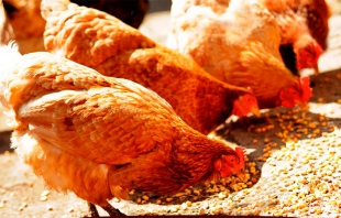 Detectan gripe aviar en Guanajuato y Querétaro