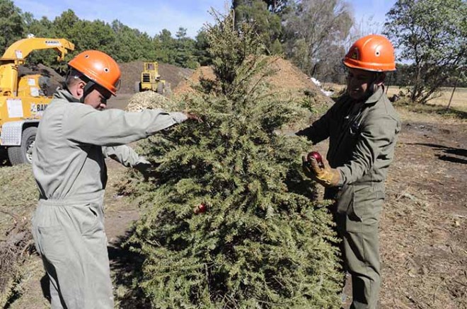 Anualmente reciben entre dos mil y tres mil árboles navideños que son convertidos en composta orgánica, cada uno da vida a 10 nuevas plantas.