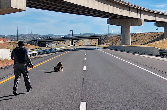 Bruno, perro policía K-9 de Park City, sobrevivió a una caída a la autopista y ya se recupera en casa tras ser sometido a una cirugía.