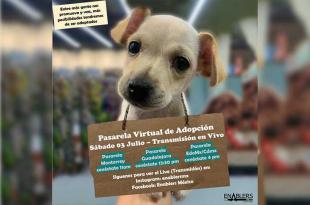 Pasarelas virtuales de adopción, sigue la transmisión