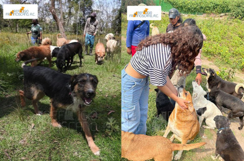 Más de mil perros y gatos quedaron bajo custodia ajena durante casi un mes; la asociación exige responsabilidades por su estado de salud y paradero.