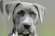 Las autoridades municipales señalaron que no se logró identificar a los responsables en el lugar