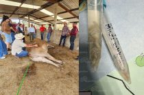 Autoridades mexiquenses confirmaron 15 casos en animales y un contagio humano relacionado con esta miasis provocada por una mosca.