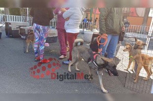 Hasta el momento, Cepanaf informó que ha logrado concretar más de 250 adopciones en todo el Estado de México y mantiene en proceso la búsqueda de hogares para 63 perros más.