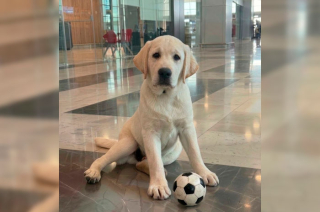 La llegada del cachorro coincide con la justa internacional de fútbol, ofreciendo un ambiente más humano y cercano en la terminal aérea.