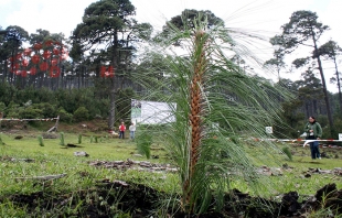 #Edomex: reforestarán 15 mil hectáreas durante 2020