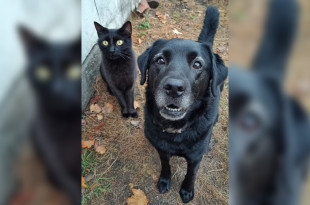Alertan por el incremento de rituales y actos de crueldad que involucran maltrato y sacrificio de animales, especialmente perros y gatos negros.