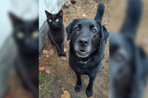 Alertan por el incremento de rituales y actos de crueldad que involucran maltrato y sacrificio de animales, especialmente perros y gatos negros.