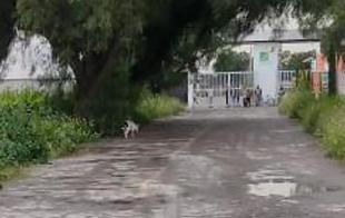 Los hechos se registraron sobre la avenida Morelos, casi esquina con Pulqueros, de la colonia Santa María El Llano.