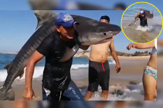 En las imágenes se observa cómo el sujeto carga al tiburón desde el agua hasta la orilla, sin el uso de redes o herramientas, mientras otra persona graba el momento.