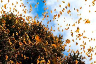 Las mariposas buscan llegar hasta un sitio determinado donde encuentran las condiciones adecuadas para su estadía.