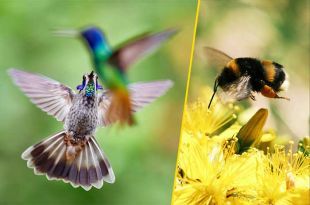 En Extinción insectos y colibríes