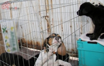 Protestarán contra iniciativa que prohibe venta de mascotas en zocos