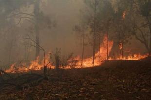 35 municipios concentran casi 50 % del total de incendios en la entidad.