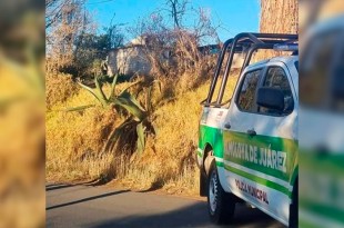 Vecinos intentaron identificarla, pero señalaron que no era de la zona.
