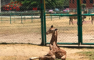 Presentará Zoológico de Zacango a jirafa bebé
